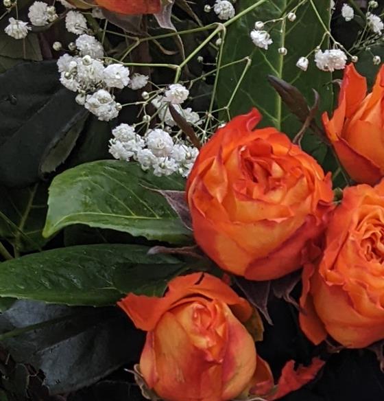 Perfect Roses - Image 2